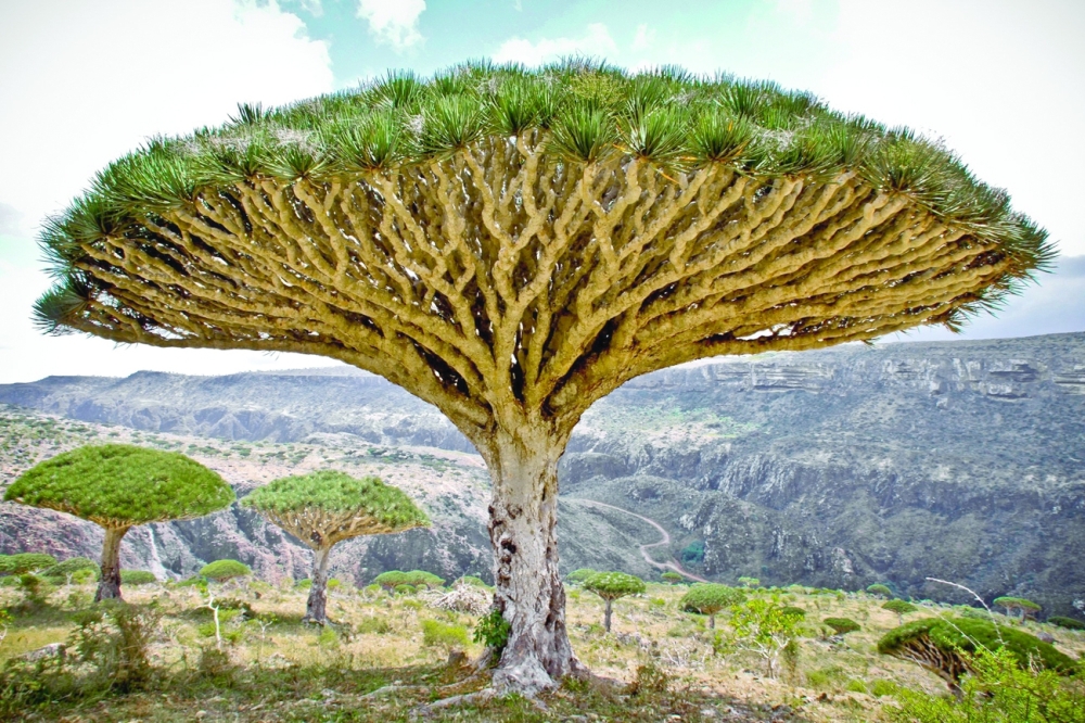 شجرة "دم الأخوين" في سقطرى اليمنية.