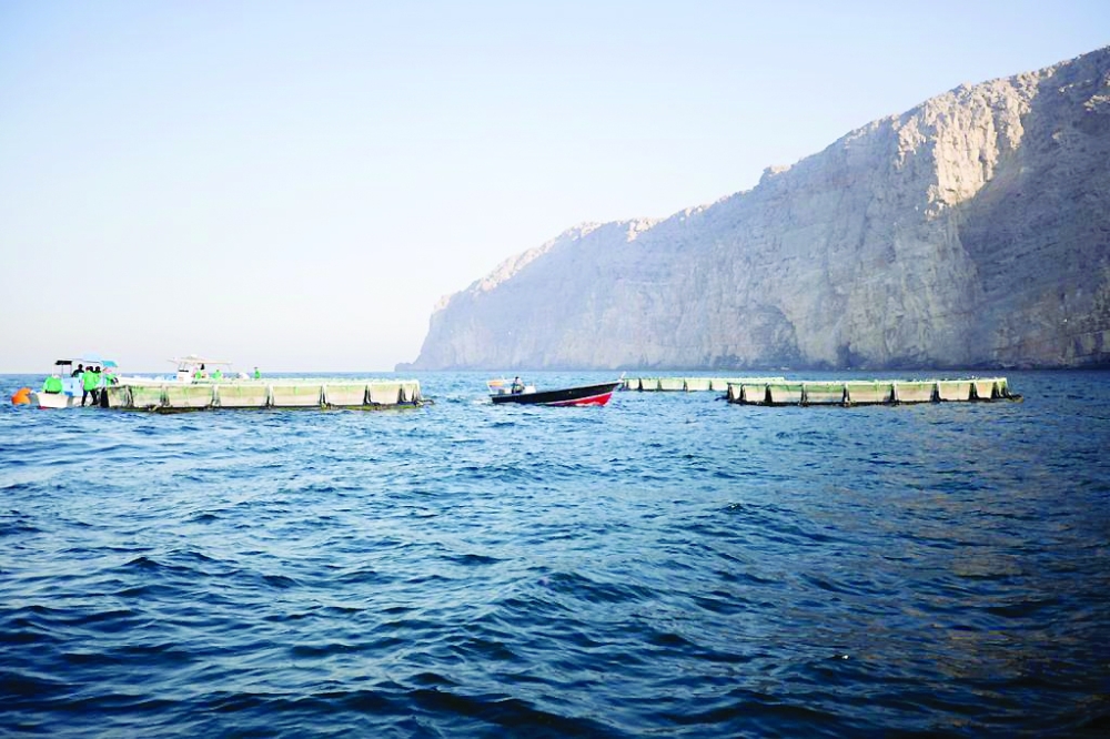 استزراع الكوفر الأوروبي في الأقفاص العائمة