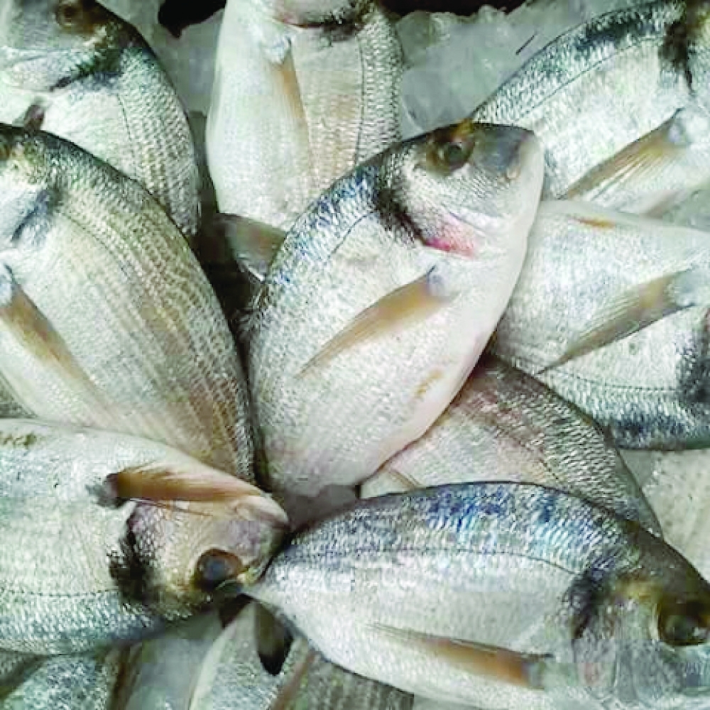 نوعية جيدة من الأسماك تلقى طلبا كبيرا من المستهلكين في العالم