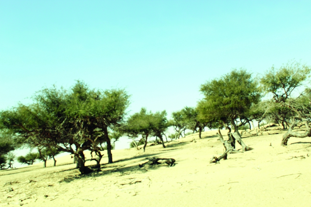 وادي اللبيدعة