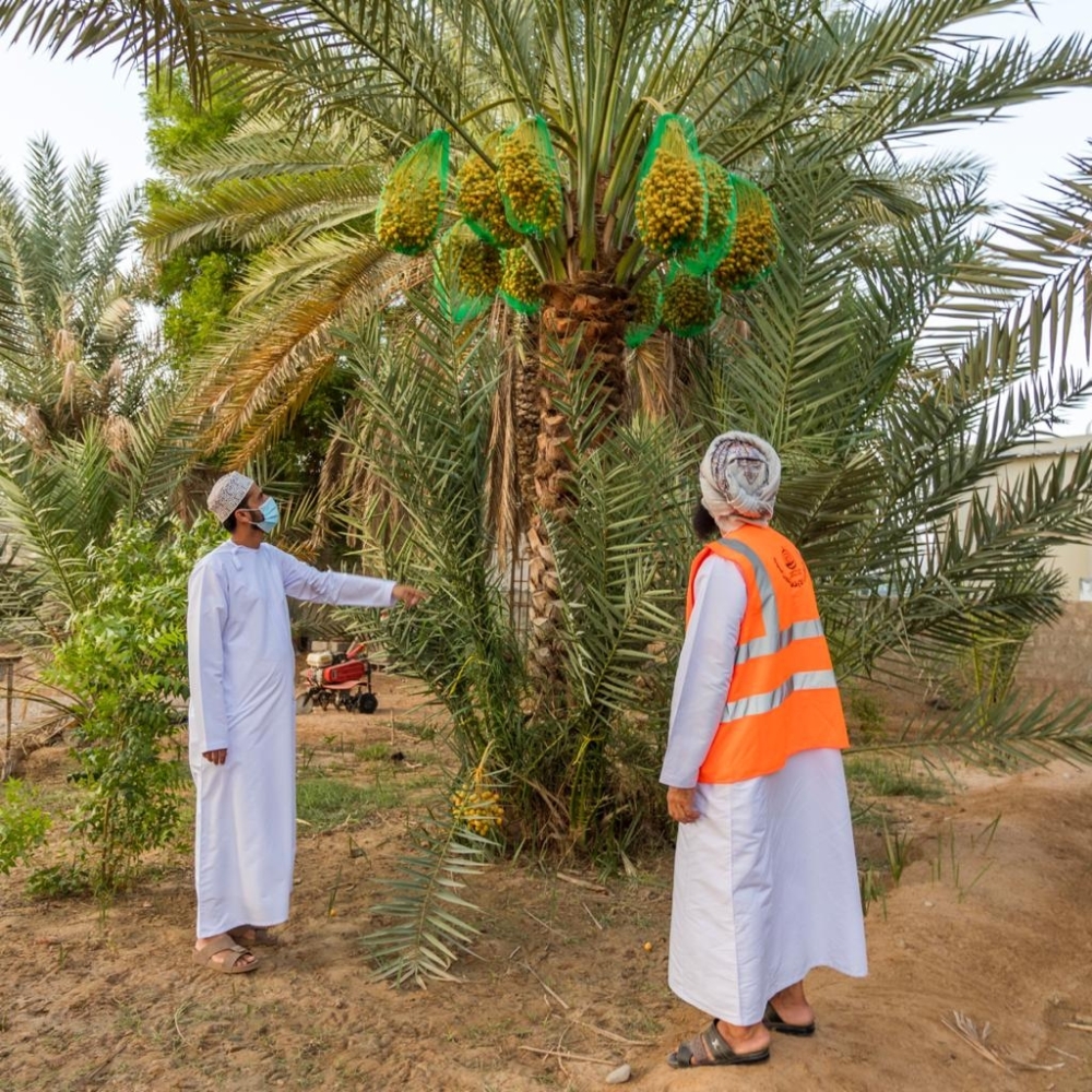 جانب من تقدير ثمار النخيل