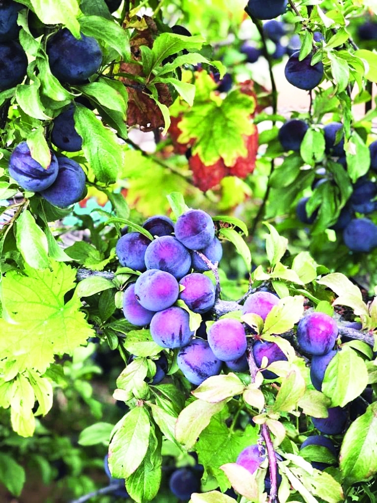 ثمار العنب في الجبل الأخضر