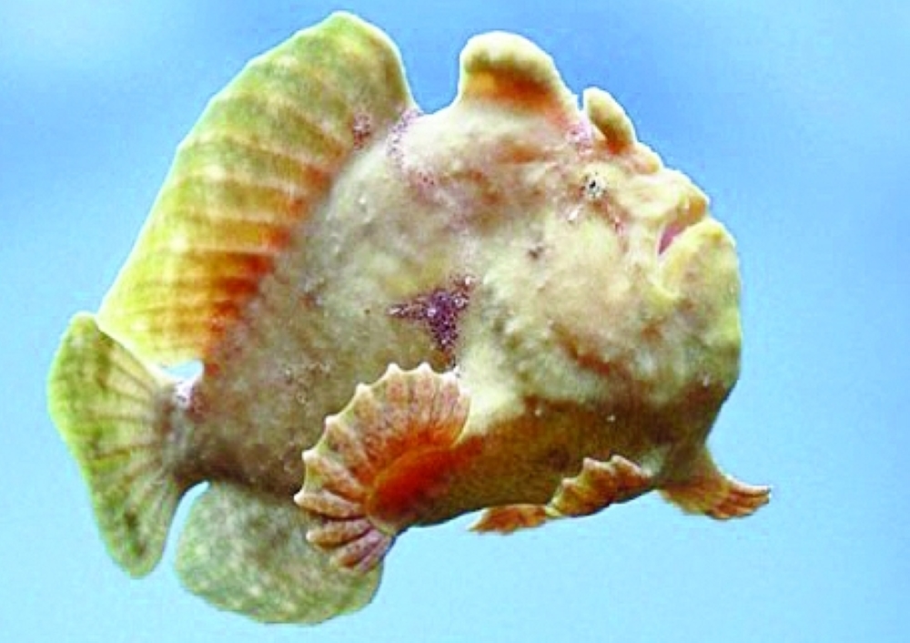 سمكة الضفدع