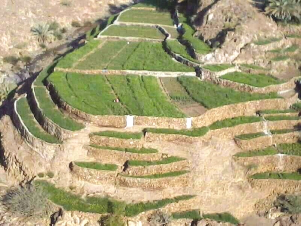  مدرجات زراعية في الوادي 
