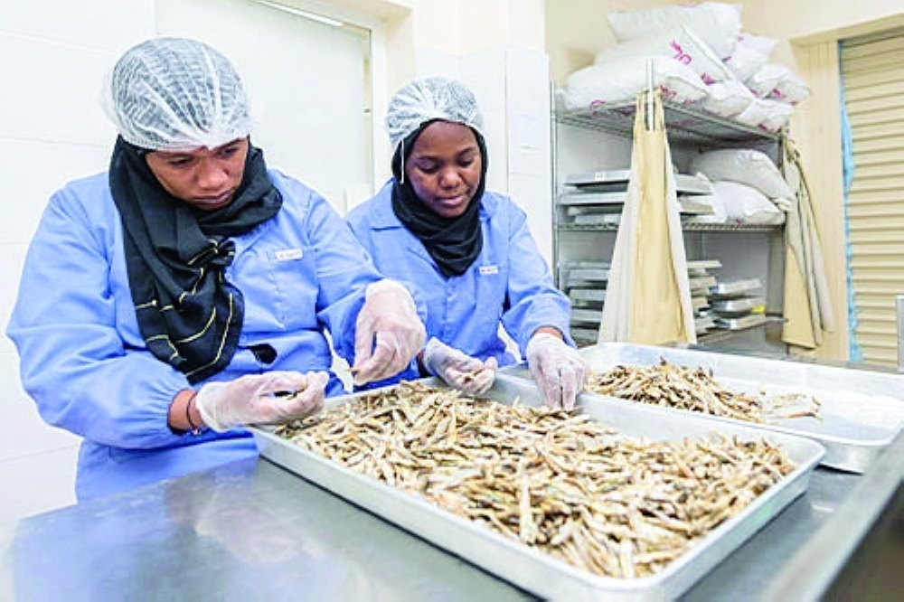 الإنتاج في شركة بحر المسرة