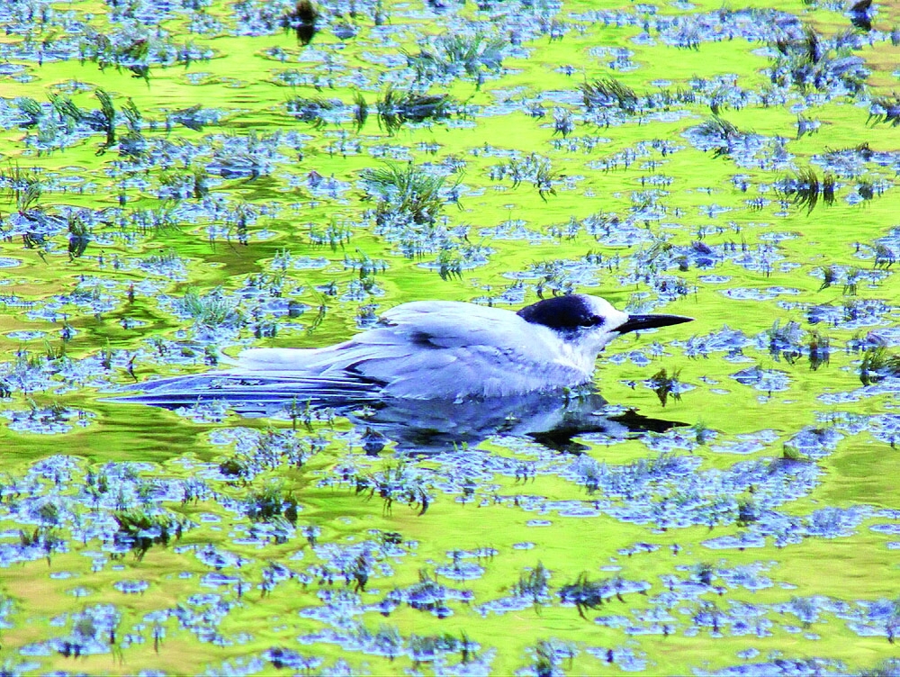 الوادي يتميز بتواجد طيور برية متنوعة 