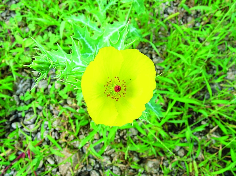 زهور ونباتات تزين الوادي 