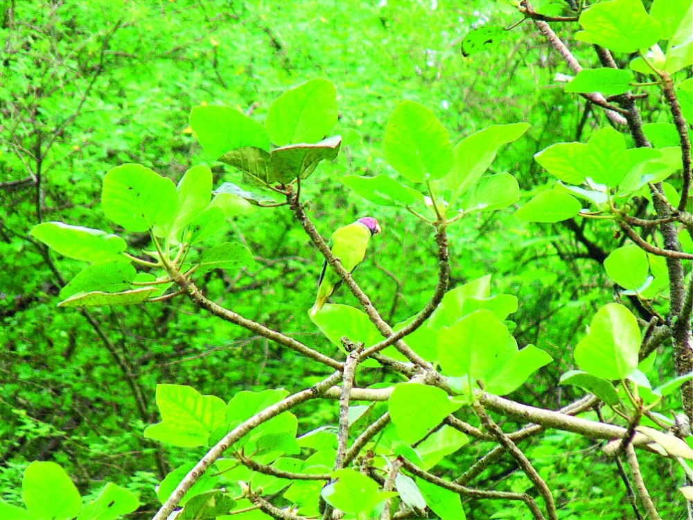 نباتات برية فريدة تنبت بين احضان دربات 