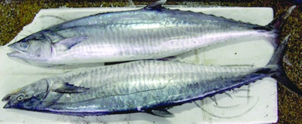 أسماك الكنعد