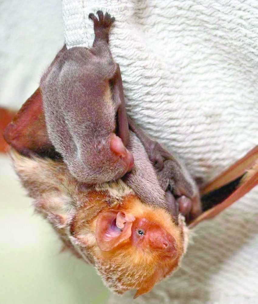 صغير الخفاش أثناء الرضاعة