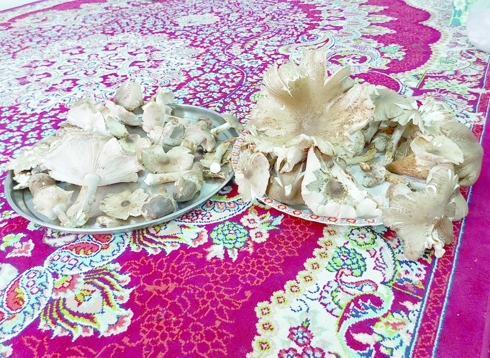 محصول من القمبأ ليوم واحد