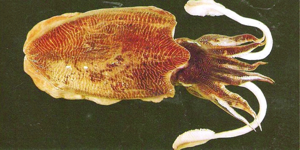 موسم ثروة الحبار من أغسطس و إلى يناير من العام الذي يليه