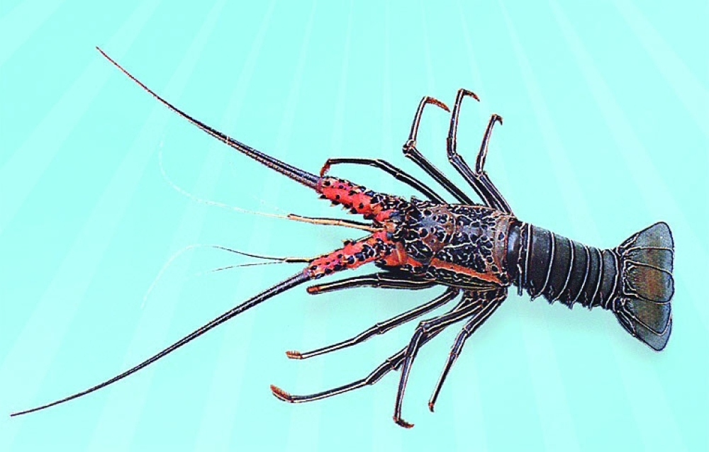 يمتد موسم الشارخة بين شهري مارس ومايو سنويا