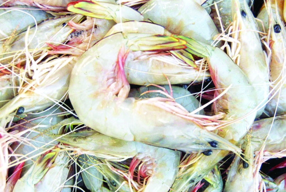 موسم صيد الروبيان يمتد بين سبتمبر ونوفمبر سنويا