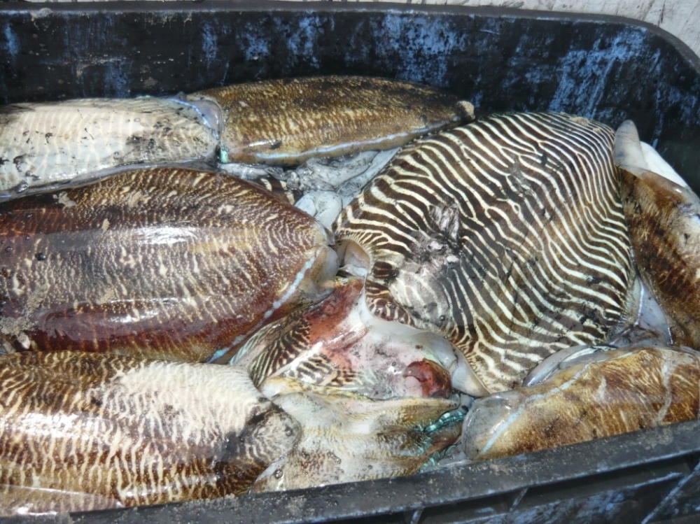 جانب من الحبار المعروض في الأسواق المحلية 