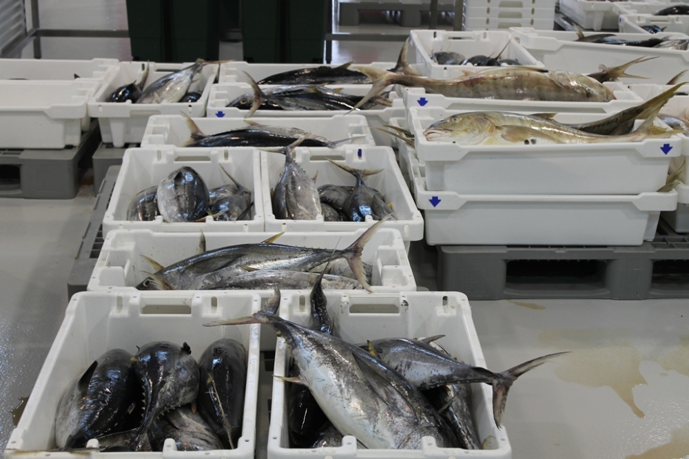 الأسماك المعروضة