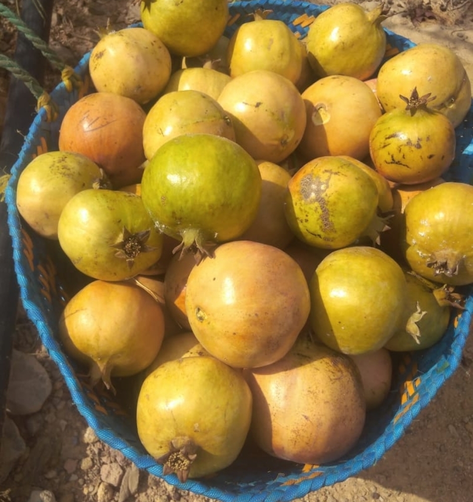 جانب من محاصيل الرمان 