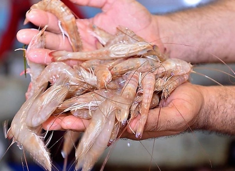 محصول الروبيان 