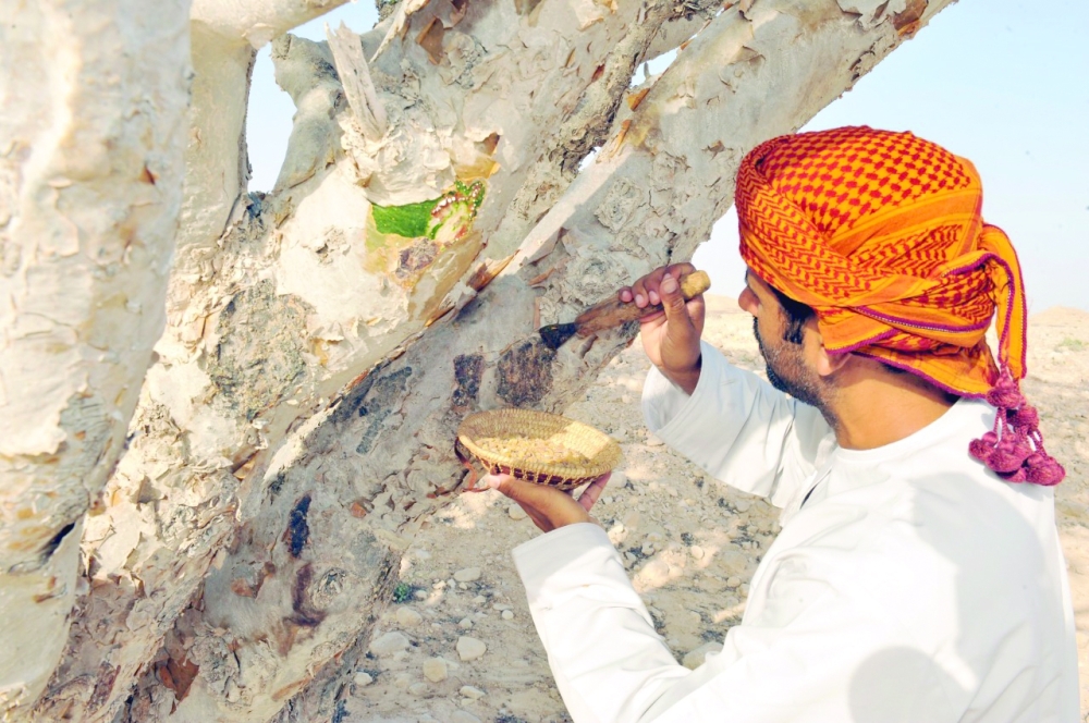 متخصصون في استخراج اللبان يقومون بالمهمة