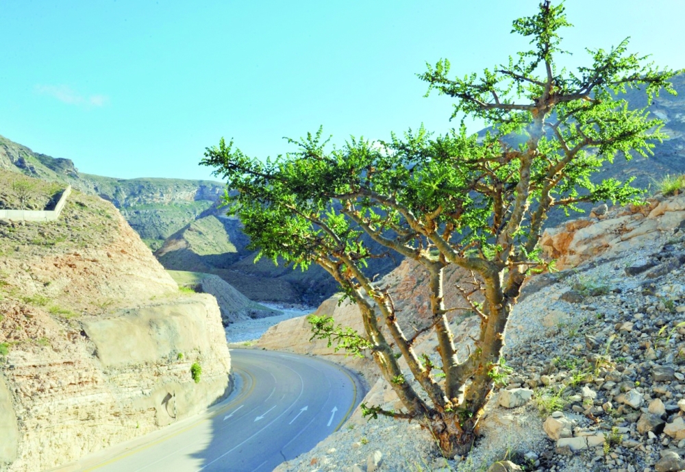 شجرة لبان على جوانب إحدى الطرقات في ظفار
