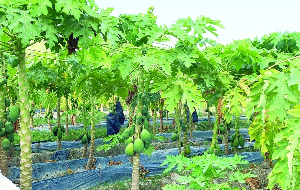 أشجار الفافاي