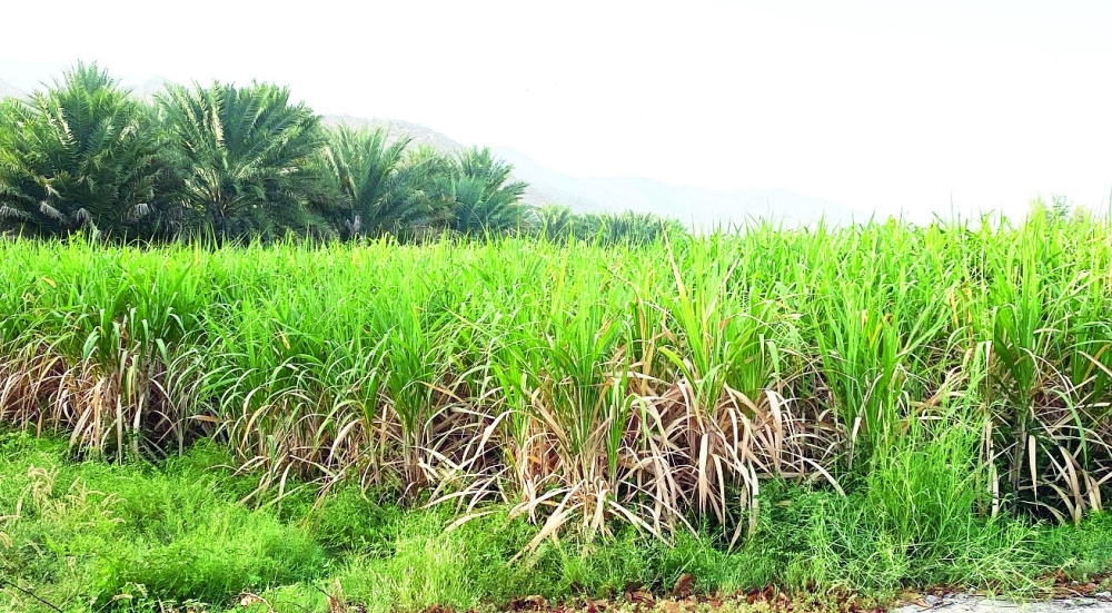 مزارع قصب السكر