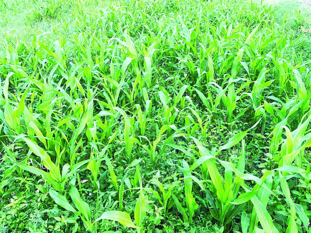 محصول الذرة