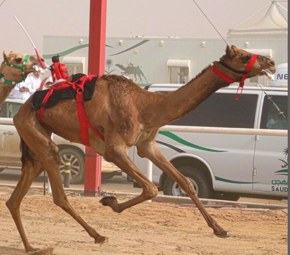 البكرة بشائر في منافسات السباق