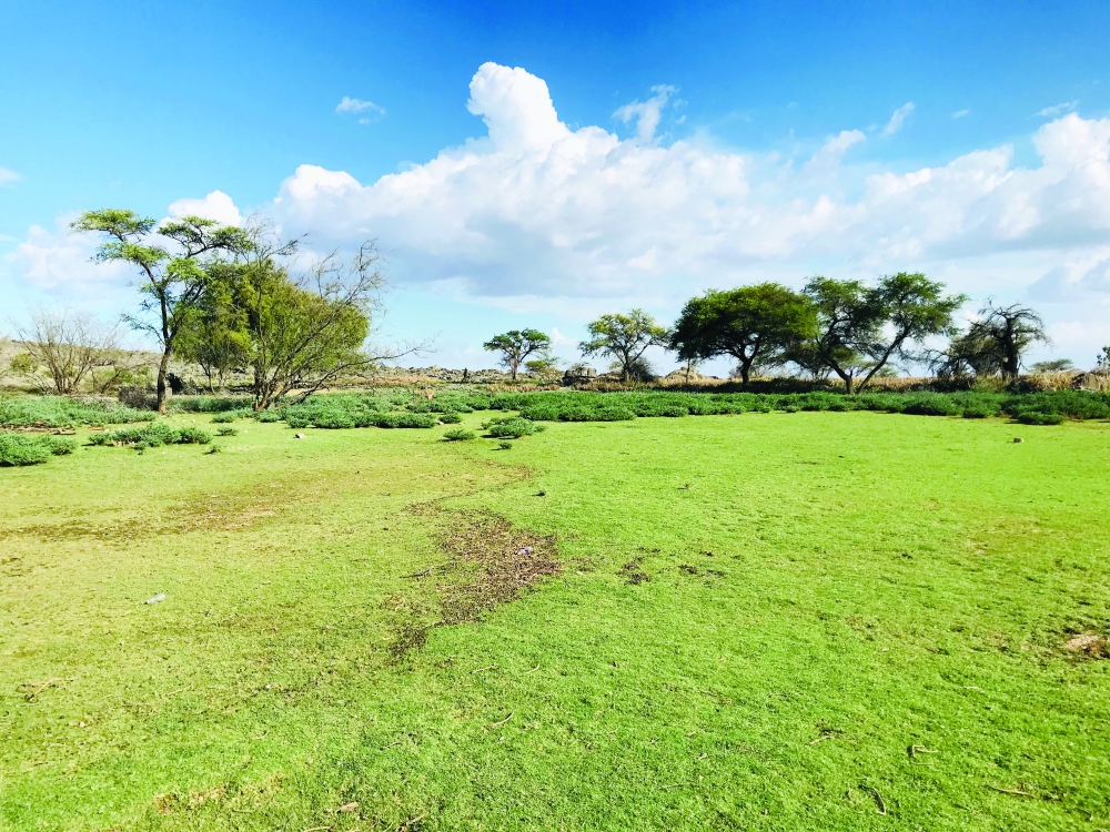 منطقة الرويضة بولاية الحمراء من المزارات السياحية