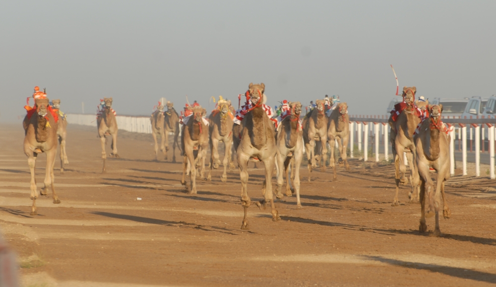 من سباق الهجن الماضية