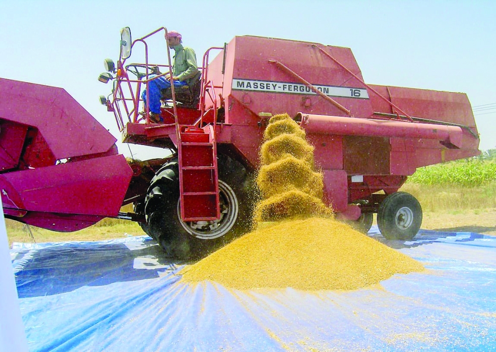 تطوير أصناف القمح المحلية بأصناف تتحمل الحرارة 