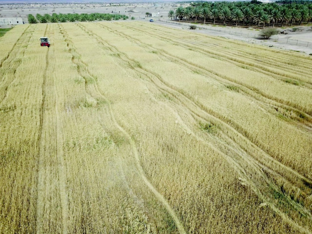 زيادة ملحوظة في المساحات المزروعة بالقمح