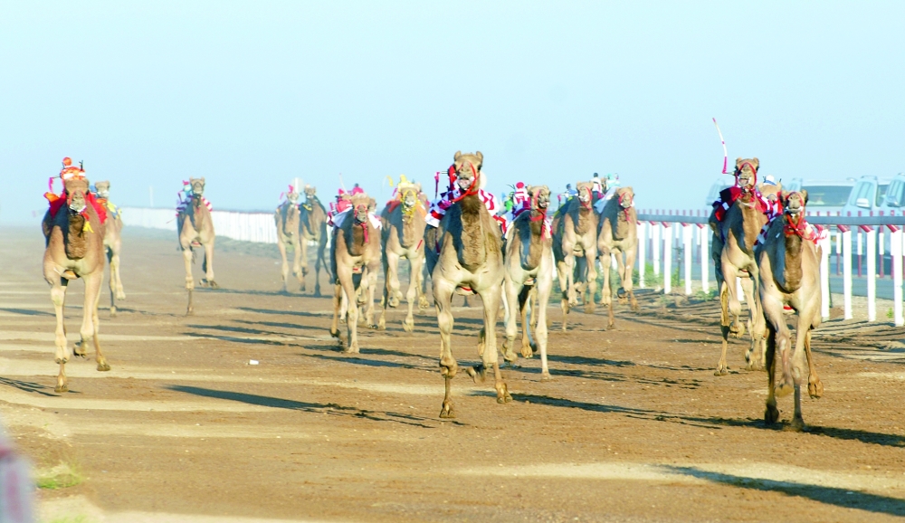 من سباقات الهجن الماضية