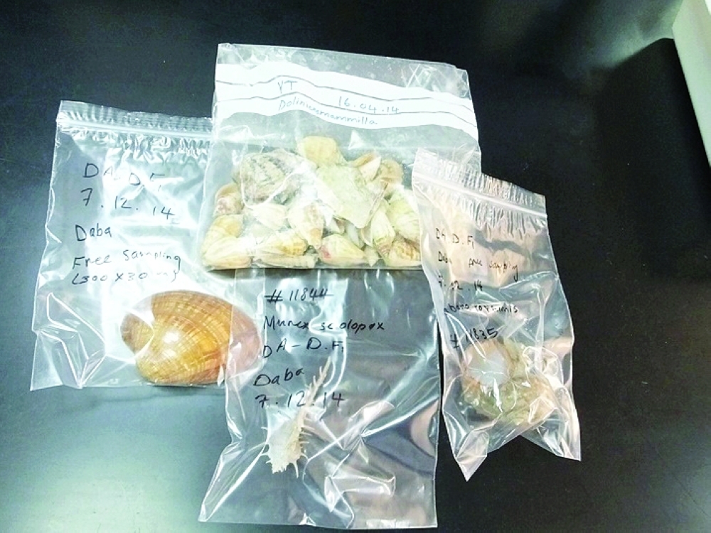 المحاريات في سواحل السلطنة بعد تصنيفها علميا