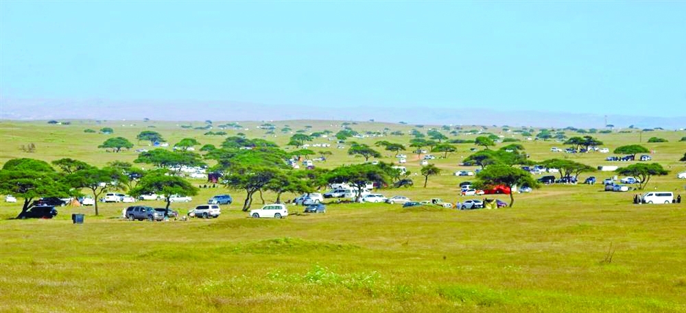 يشكل موسم الصرب في محافظة ظفار جانباً مهماً للحصاد الزراعي الموسمي في المناطق الجبلية والسهلية