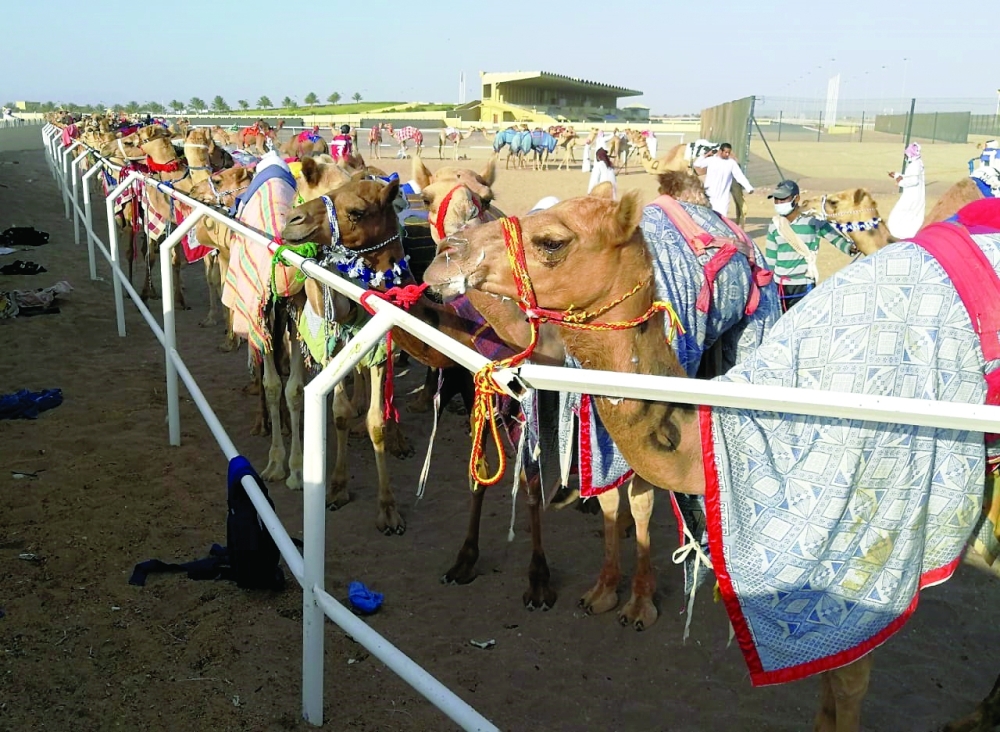 نقطة تجمع النوق المشاركة في أشواط السباق