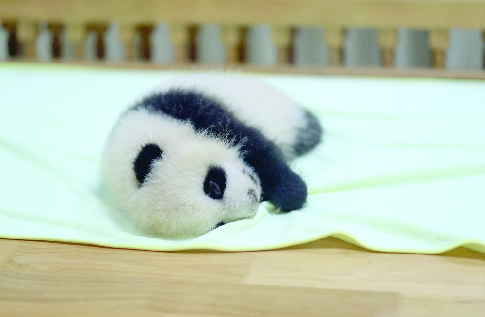 صغير الباندا          "أ ف ب" 