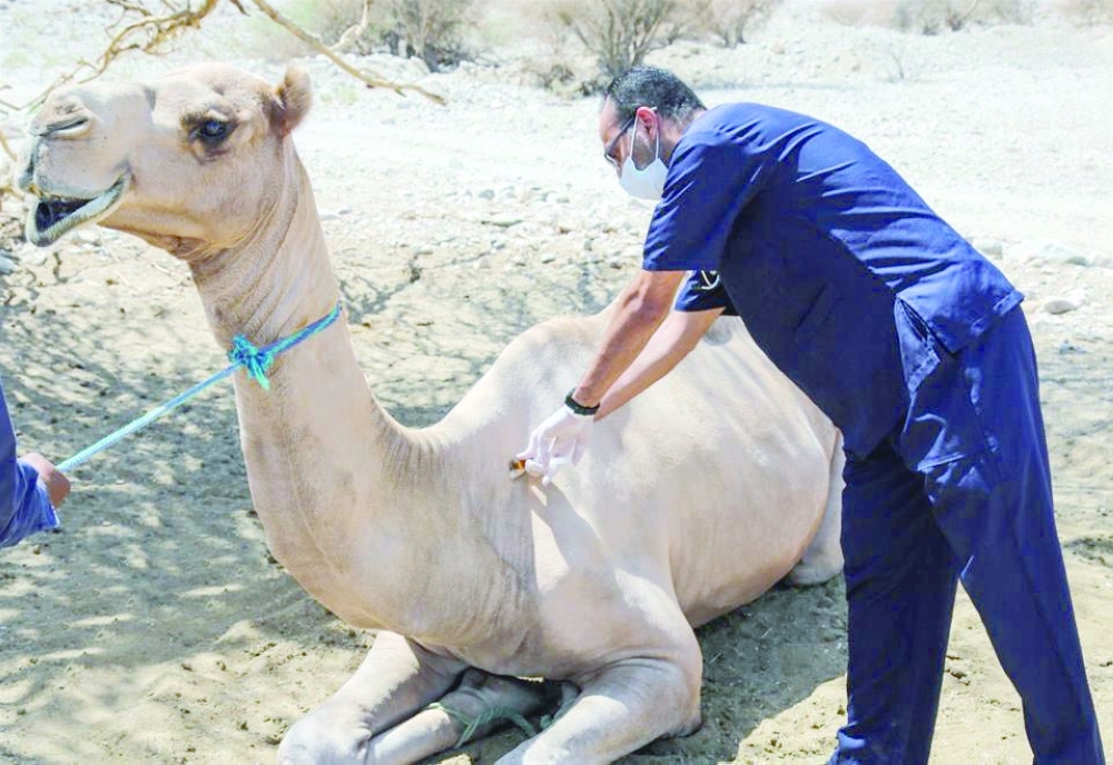 تحصين الابل من داء السعار 