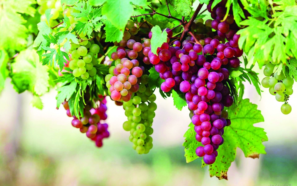 الاهتمام بالفاكهة