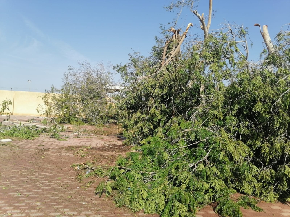 إزالة المخلفات من الأشجار