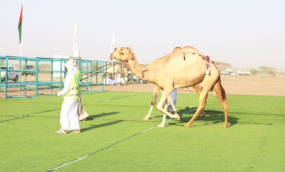 من منافسات اليوم الختامي للمزاينة