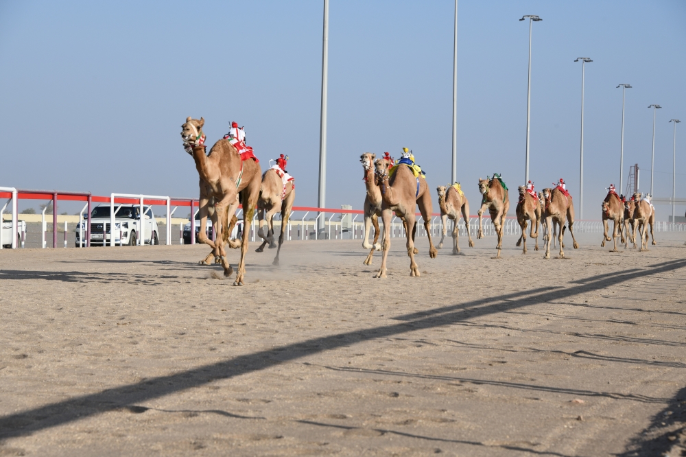 جانب من منافسات المحطة الثالثة للمهرجان السنوي لسباقات الهجن الأهلية بالبشائر