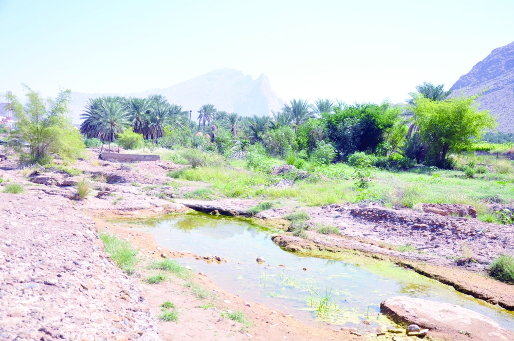 أشجار وارفة الظلال تحيط بوادي الهجر