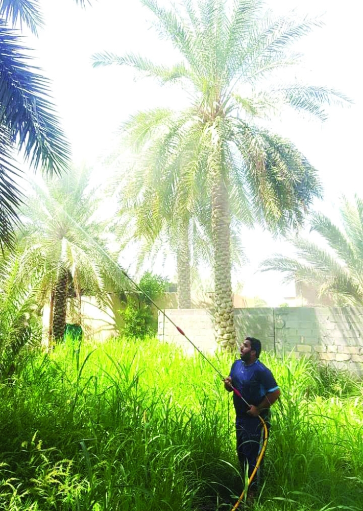 حملة رش النخيل والمزروعات