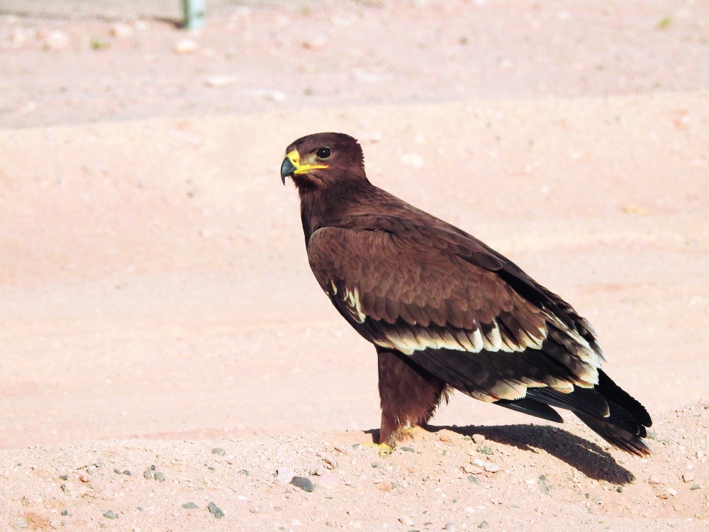 عقاب السهوب مدرج في قائمة الطيور الجائحة المهددة بالانقراض