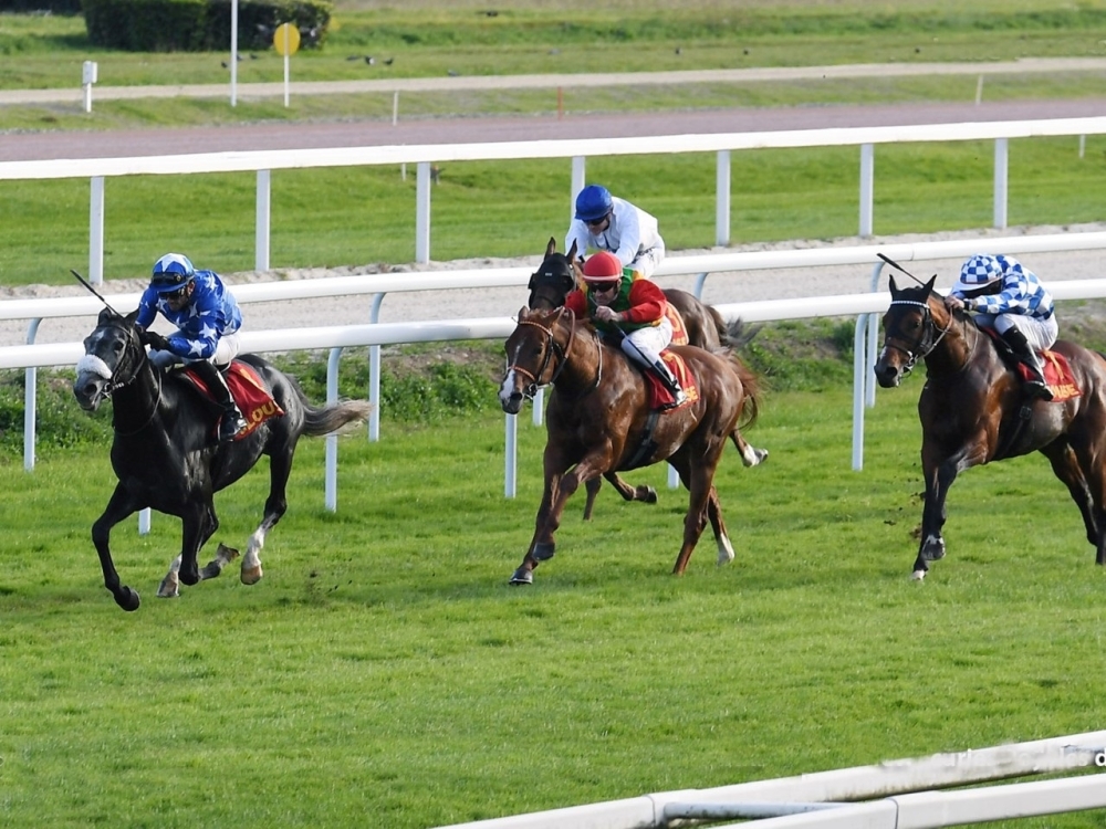 الحصان صفو في منافسات السباق