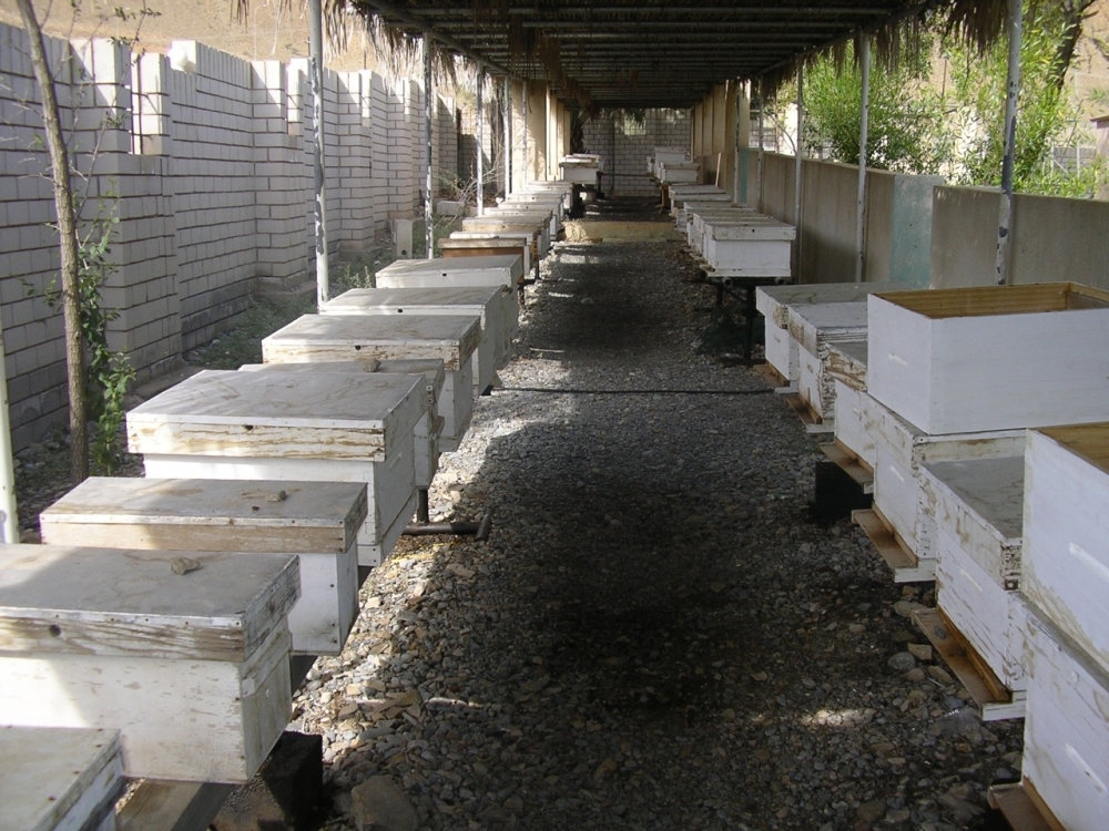 محطة بحوث النحل بجنوب الباطنة 