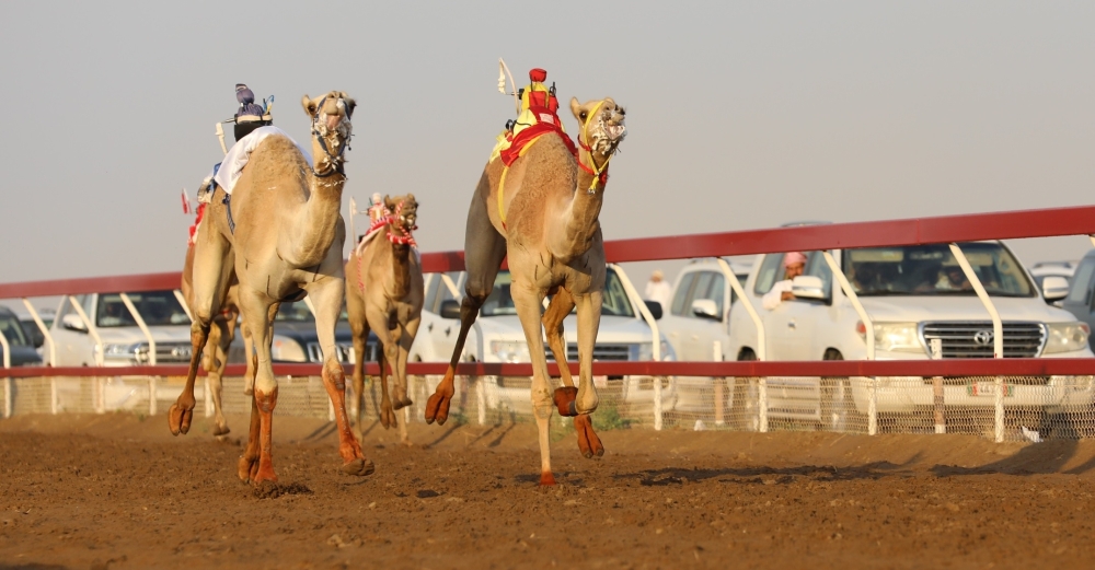 جانب من منافسات اليوم الثاني من المهرجان