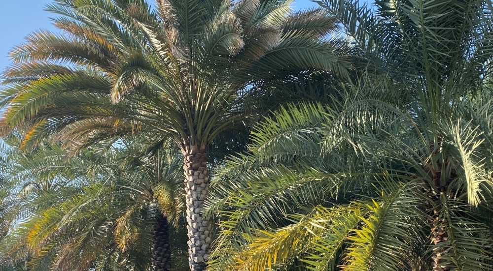 أشجار النخيل وقد تأثرت بالحشرة