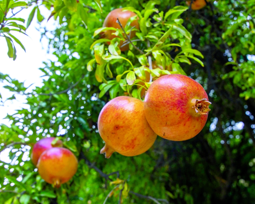 أشجار الرمان في الجيلة بطيوي 